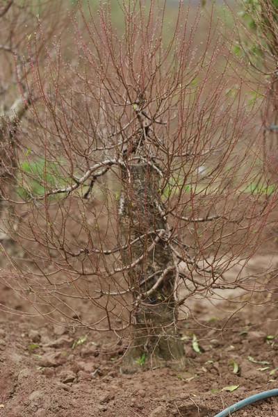 Bích đào cổ thụ 13