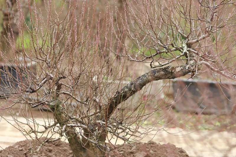 Bích đào cổ thụ 14