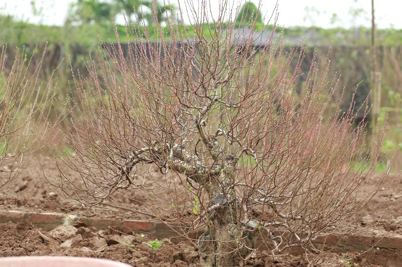 Bích đào cổ thụ 22