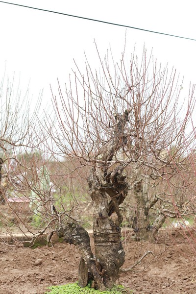 Bích đào cổ thụ 24