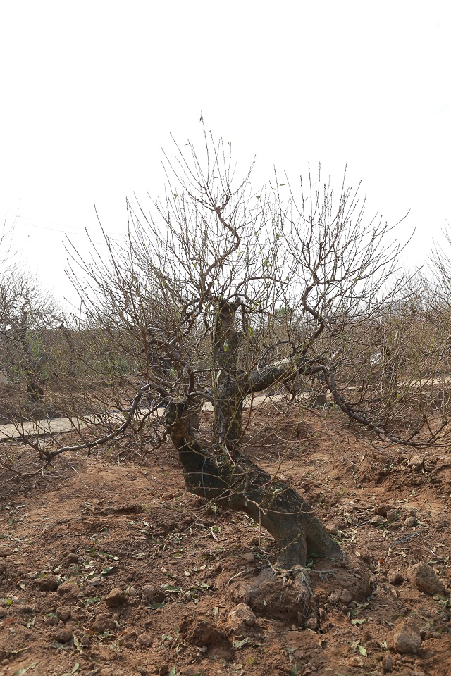 Đào rừng cổ thụ 15