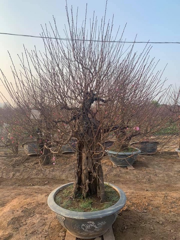 Đào cổ thụ 33