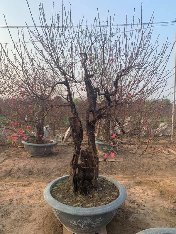 Đào cổ thụ 37