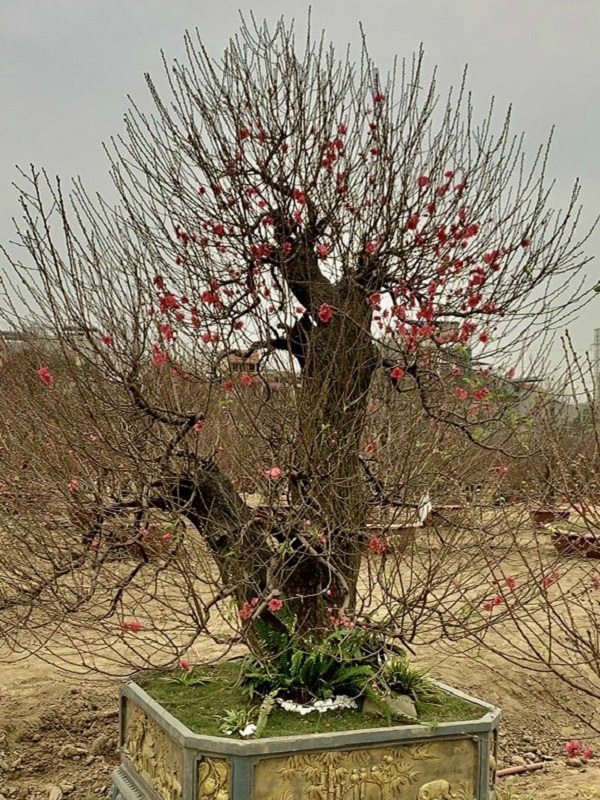 Đào cổ thụ 39