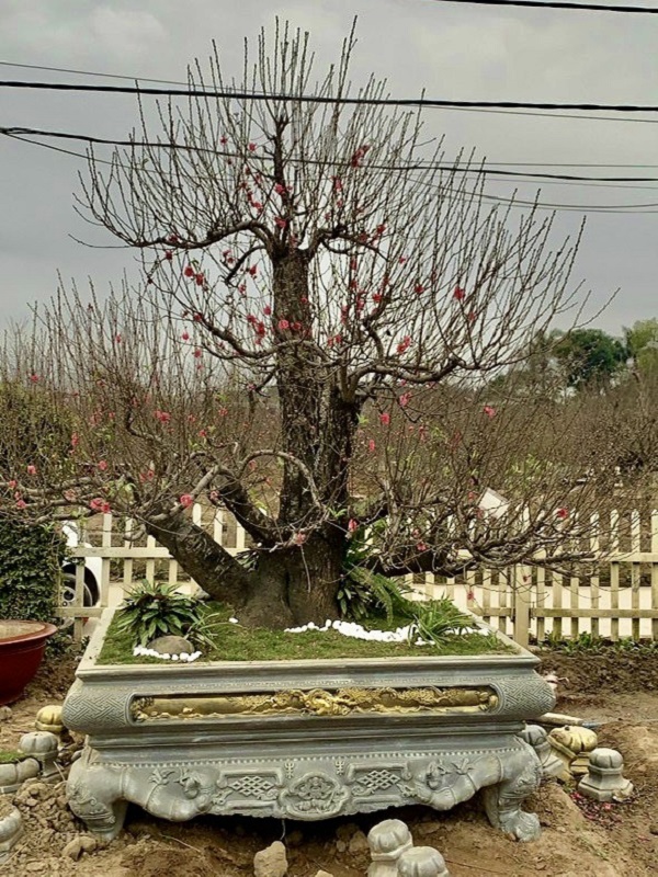 Đào cổ thụ 40