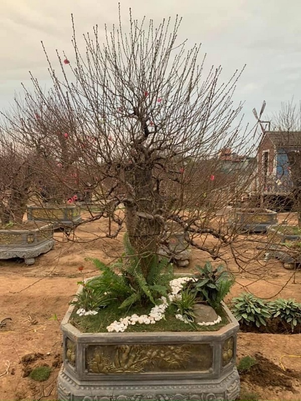Đào cổ thụ 41
