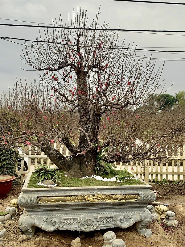 Đào cổ thụ 43