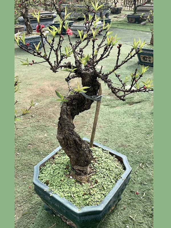 Đào thất thốn 20
