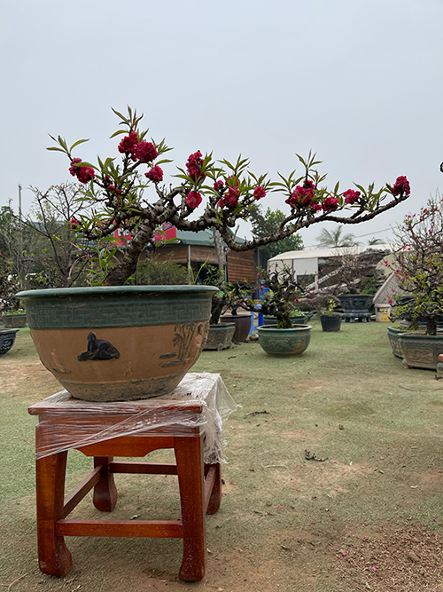 Đào thất thốn 35