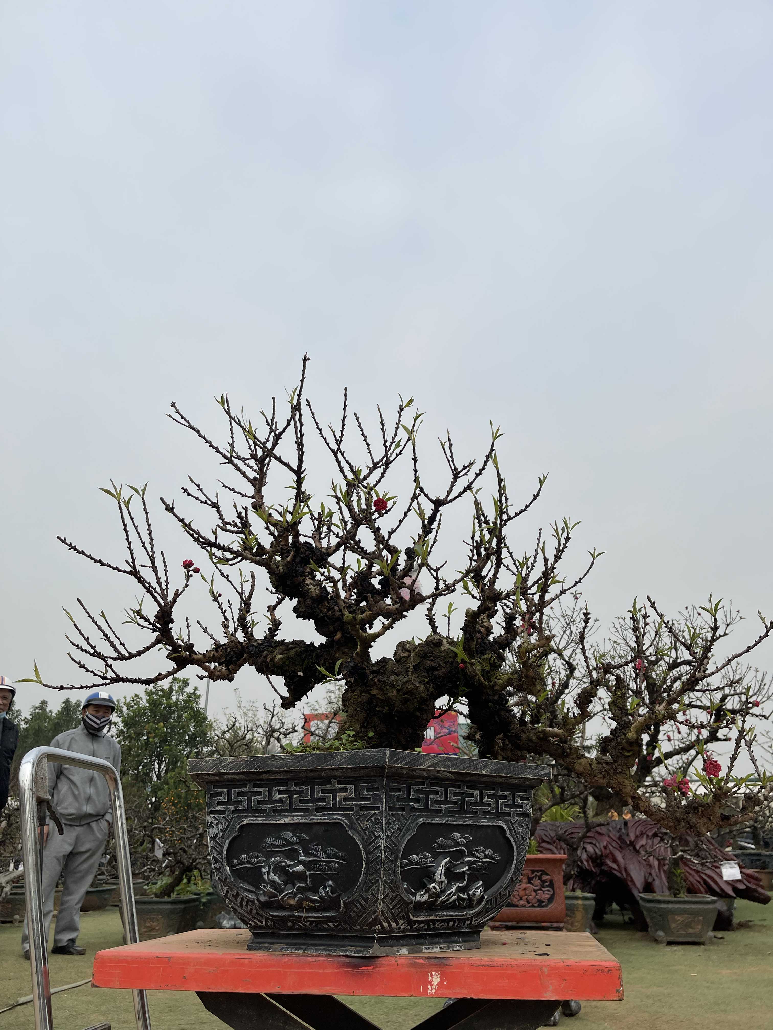Đào thất thốn 39