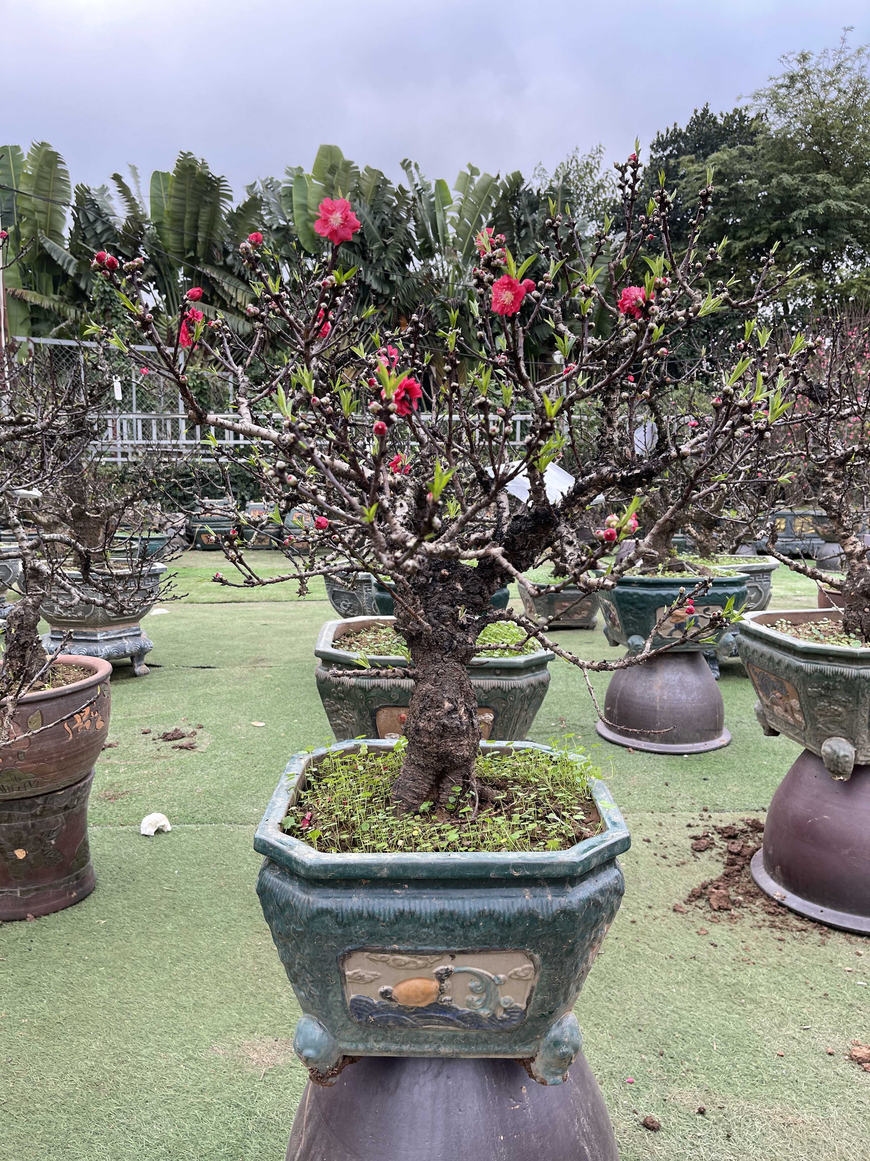 Đào thất thốn 51